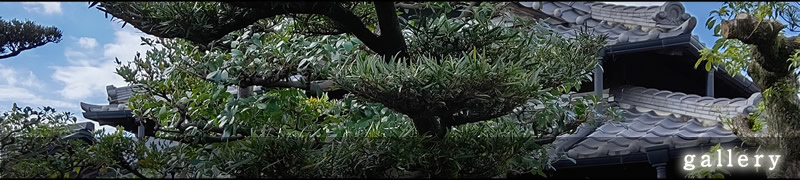 森津の藤