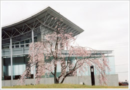 土壌改良終了後、馬鹿咲きの写真