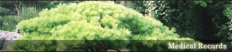不思議の国のアリス邸のアカマツの治療報告
