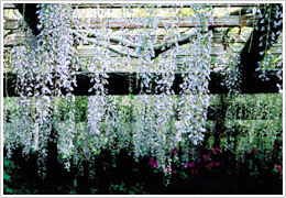 2003年5月6日撮影