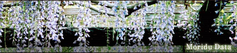 森津の藤