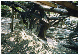治療前(2000年6月20日撮影)