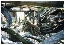 治療前(2000年6月20日撮影)