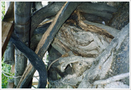 掘さく後(2000年7月30日撮影)