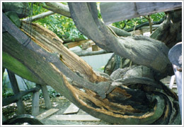 掘さく後(2000年7月30日撮影)
