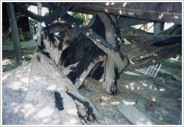 純米酒入りキニヌール完了(2000年8月6日撮影)