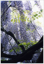 治療前(2000年6月20日撮影)