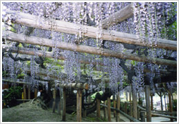 治療前(2000年6月20日撮影)
