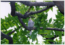 治療前(2000年6月20日撮影)