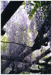 治療前(2000年6月20日撮影)