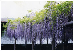 掘さく後(2000年7月30日撮影)