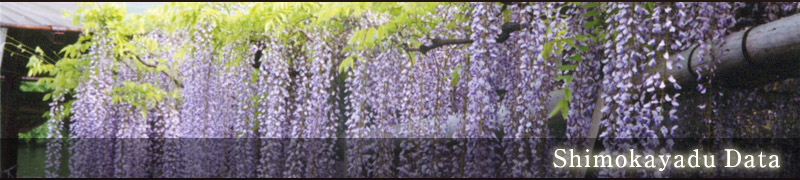 下萱津の藤