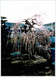 2002年撮影