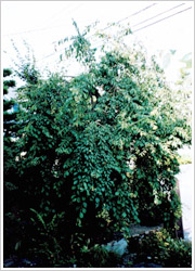 2002年撮影