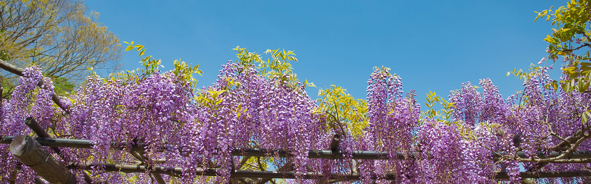 藤の花