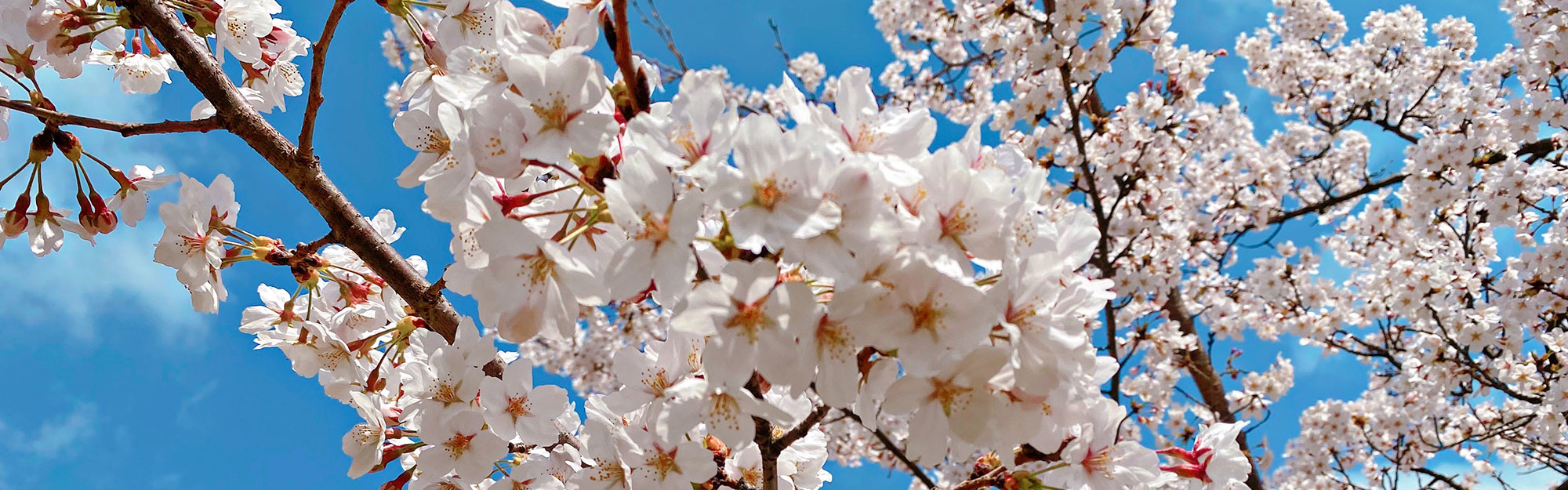 桜の花