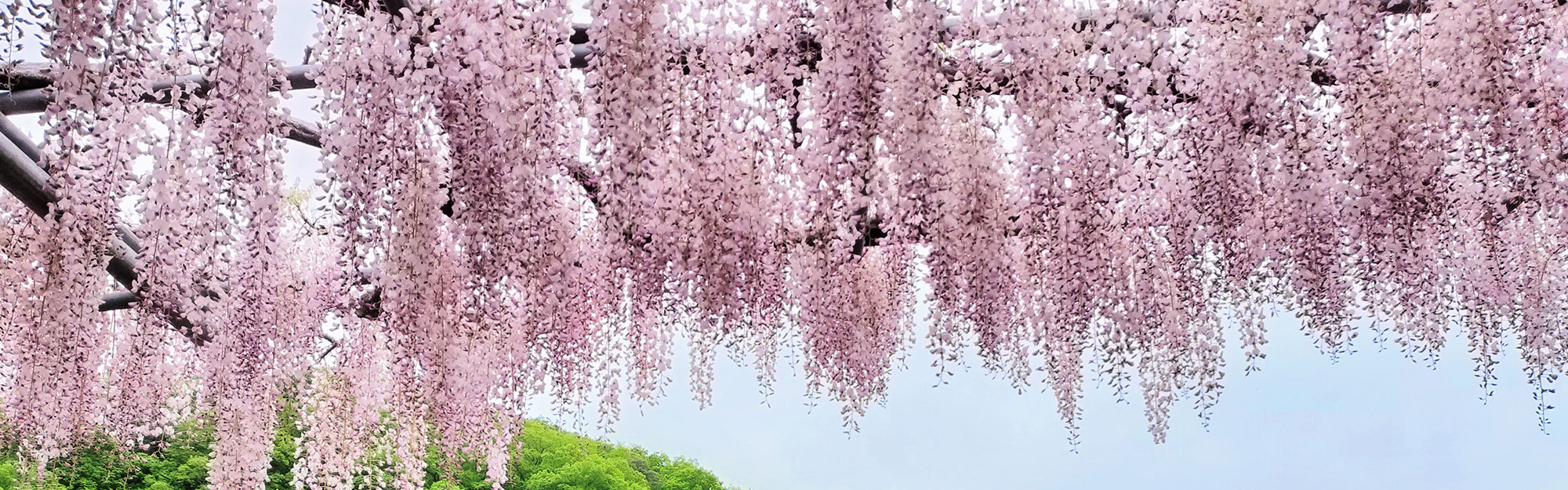 藤の花